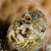 blenny_sailfin_lphr_gc_h_0202_cay4115.jpg